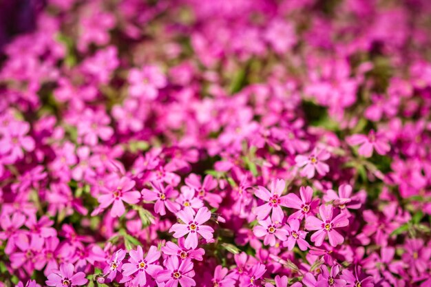 Achtergrond mooie levende bloemen