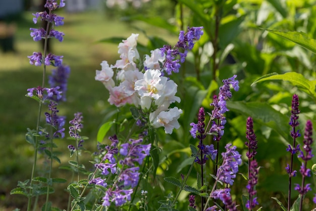 Achtergrond of textuur van Salvia nemorosa 'Caradonna' Balkan Clary Nepeta fassenii 'Six Hills Giant' leeuwenbek anjer in een Country Cottage Garden in een romantische rustieke stijl Letland