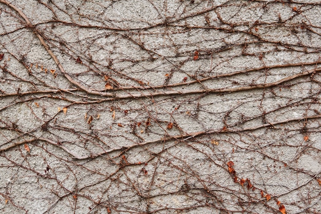 Achtergrond - stenen muur, bedekt met een natuurlijk patroon van droge winterstelen van wilde wijnstokken