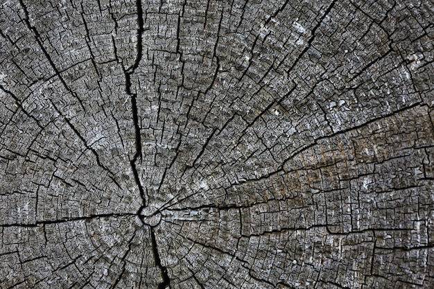 achtergrond textuur oude boom ringen logboek ronde