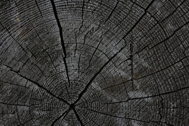 achtergrond textuur oude boom ringen logboek ronde