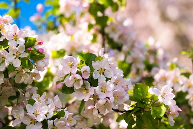 Achtergrond van appelboomtakken met roze bloemen op een blauwe hemelachtergrond