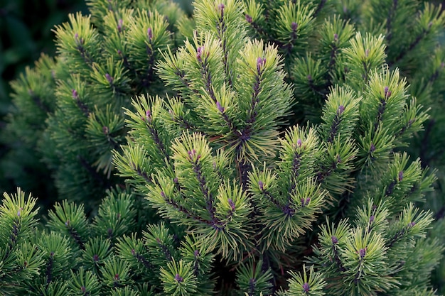 Achtergrond van bergpijnboom (Pinus mugo). Europese Elfin den close-up