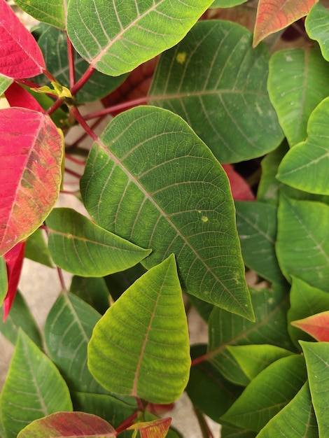 Foto achtergrond van bladeren en planten