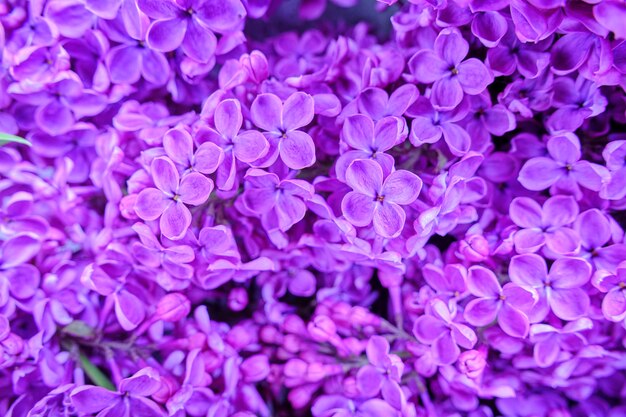 Achtergrond van bloeiende lila bloemen close-up