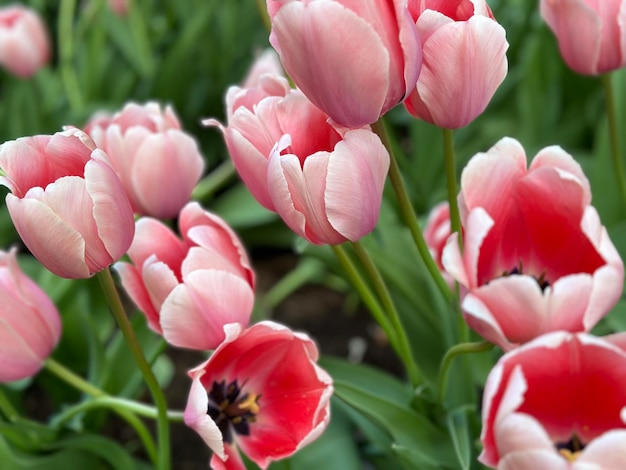 achtergrond van bloeiende roze tulpen