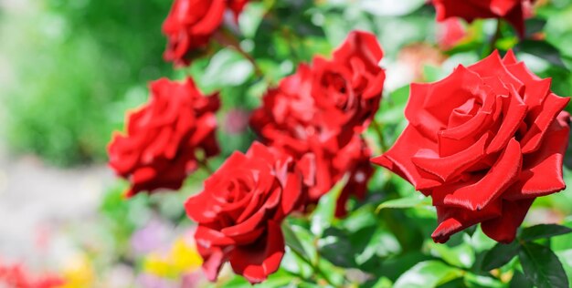 Achtergrond van bloeiende rozen in de tuin. Selectieve focus natuur