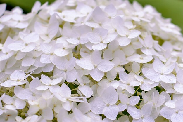 Achtergrond van bloemen witte hortensia's