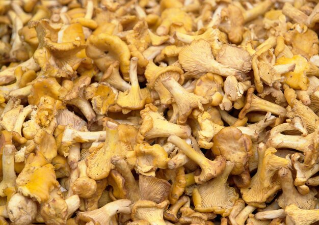 achtergrond van chanterelles