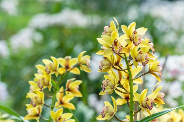 Achtergrond van close-upbloemen