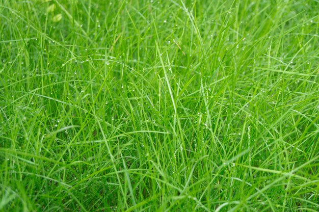 Achtergrond van dauwdalingen op groen gras