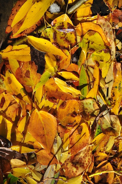 Achtergrond van de gevallen herfstbladeren