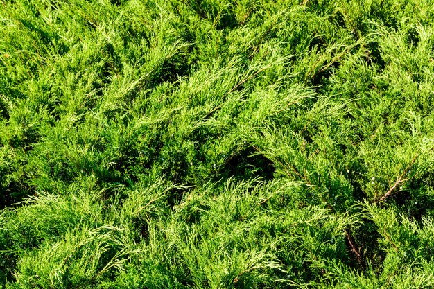 Achtergrond van de groenblijvende jeneverbesstruiken Natuurlijk patroon