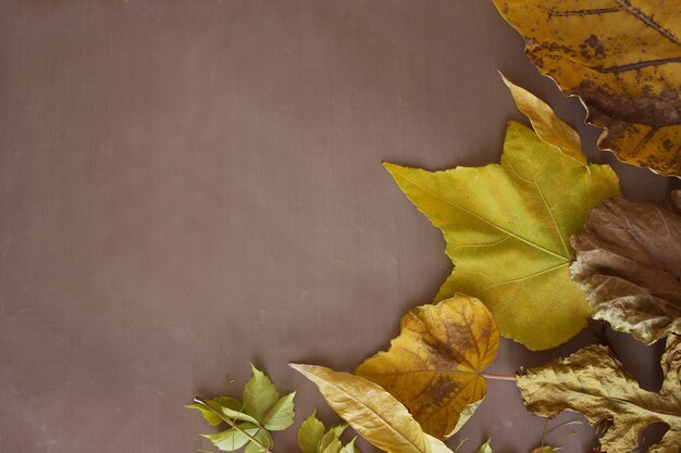 Achtergrond van de herfst de gele en bruine bladeren