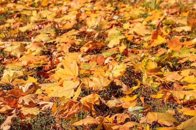 Achtergrond van de herfst esdoorn bladeren