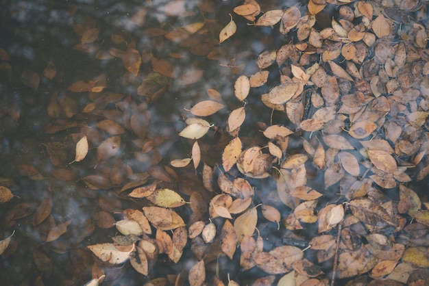 Achtergrond van de herfst oranje bladeren die in het water drijven