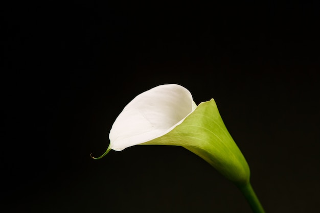 Achtergrond van de het embleeminschrijving van de bloem de groene zwarte achtergrond