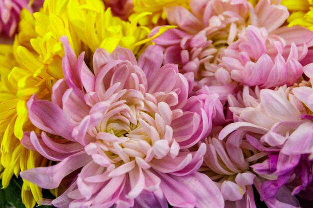 Achtergrond van de kleurrijke chrysantenbloemen