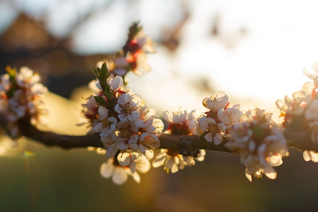 Achtergrond van de lente bloeiende abrikozenboom Prachtige natuurscène met bloeiende boom en zonnevlam