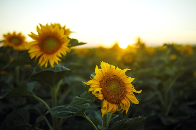 Achtergrond Van De Prachtige Zonnebloemen Tuin Veld Van Bloeiende Zonnebloemen Op Een Achtergrond Zonsondergang