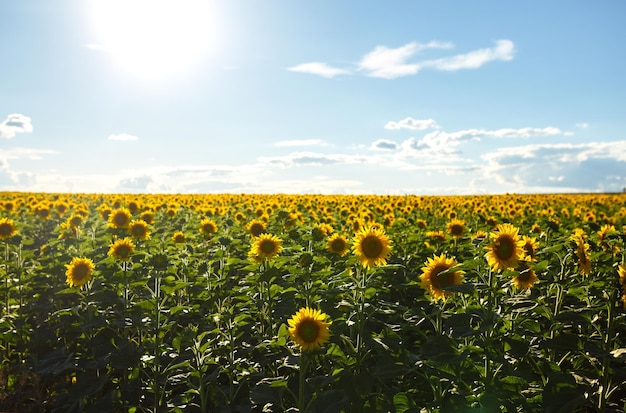 Achtergrond van de prachtige zonnebloementuin Het beste uitzicht op zonnebloem in bloei Landbouw