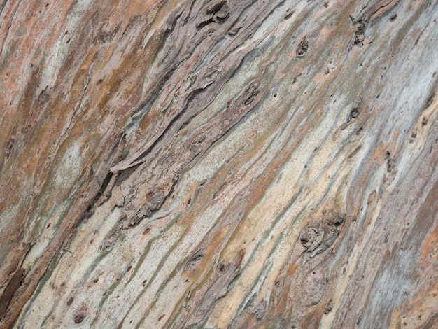 Achtergrond van de schors van een boom Ongebruikelijke natuurlijke achtergrond