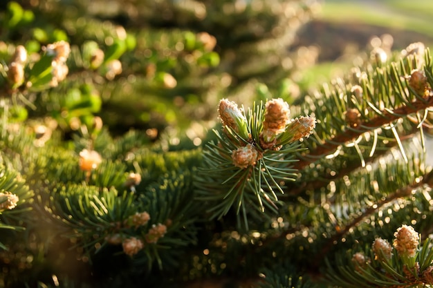 Achtergrond van dennenboom