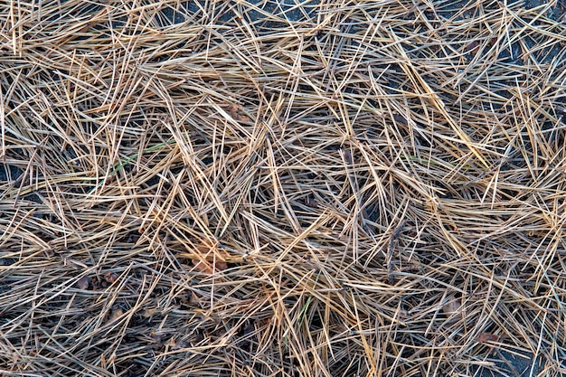 Achtergrond van dennennaalden op de grond.