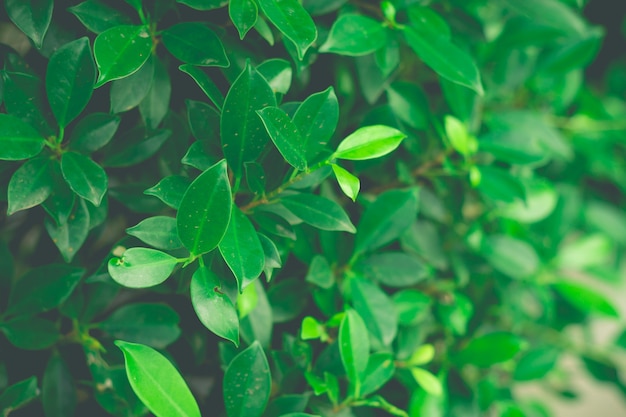 Achtergrond van dichte omhooggaand van de bladeren groene struik