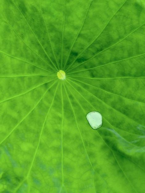 Achtergrond van een doorzichtig lotusblad
