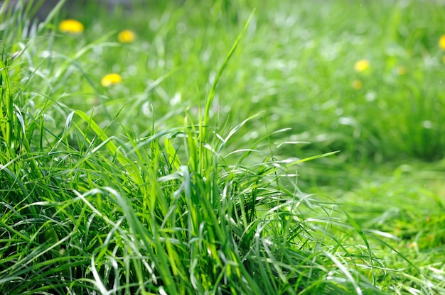 Achtergrond van een groen gras in een tuin