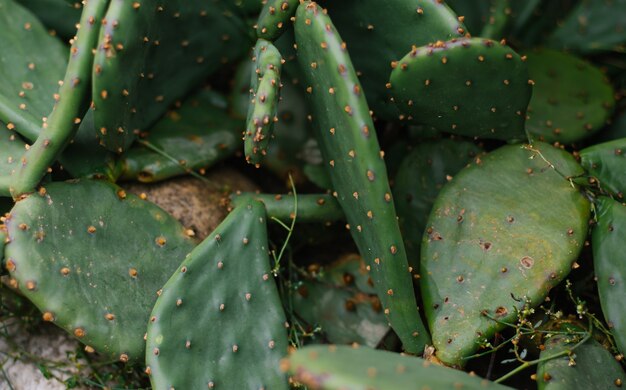 Achtergrond van een groene platte cactus. Stekelige bladeren. De textuur van een exotische plant.