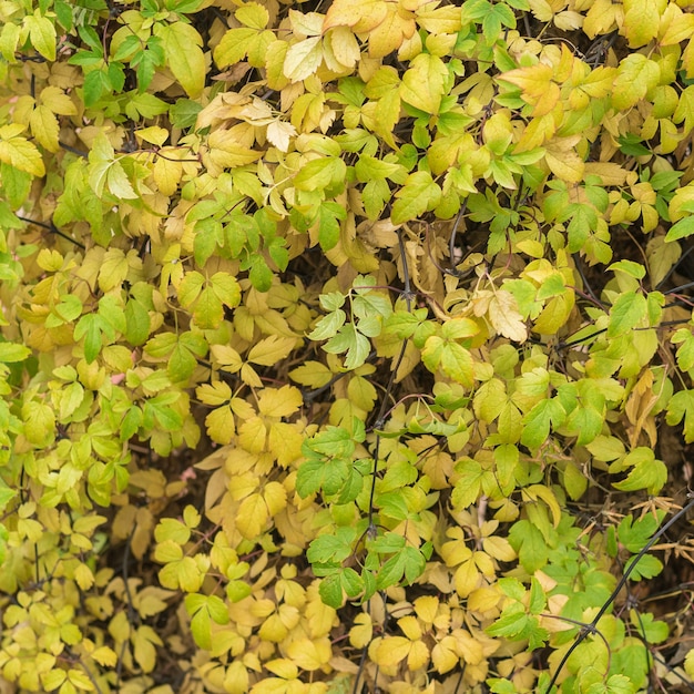 Foto achtergrond van een groot aantal geelgroene herfstbladeren. muur van planten.