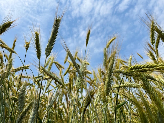 Achtergrond van een prachtig veld met rijpende rogge Rogge close-up met copyspace