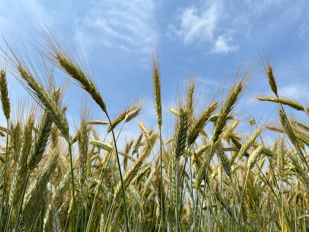 Achtergrond van een prachtig veld met rijpende rogge Rogge close-up met copyspace