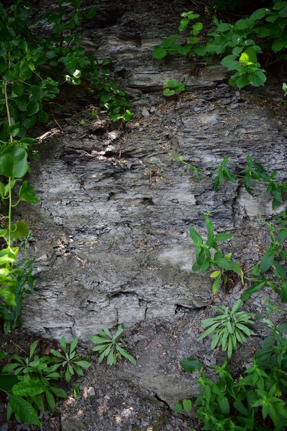 Achtergrond van een rotsachtige natuurlijke muur begroeid met gras