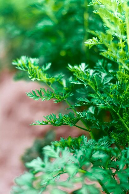 Foto achtergrond van een weelderige groene worteltoppen op het tuinbed. selectieve focus