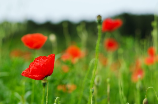 Achtergrond van een zomerveld van rode bloeiende klaprozen close-up op een winderige dag. Bovenaanzicht van rode papaver.