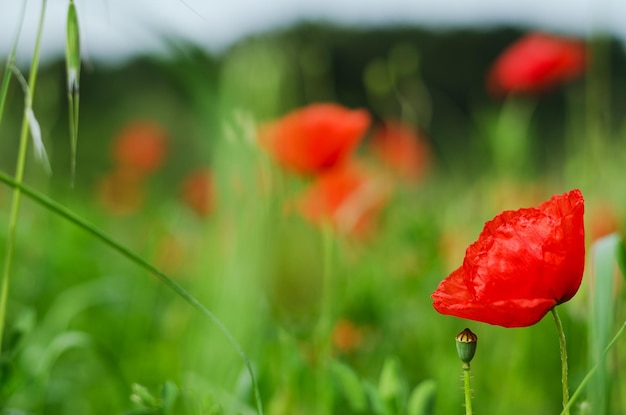 Achtergrond van een zomerveld van rode bloeiende klaprozen close-up op een winderige dag. Bovenaanzicht van rode papaver.