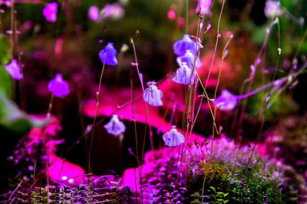 Achtergrond van exotische bloeiende plant blauwe bloemen