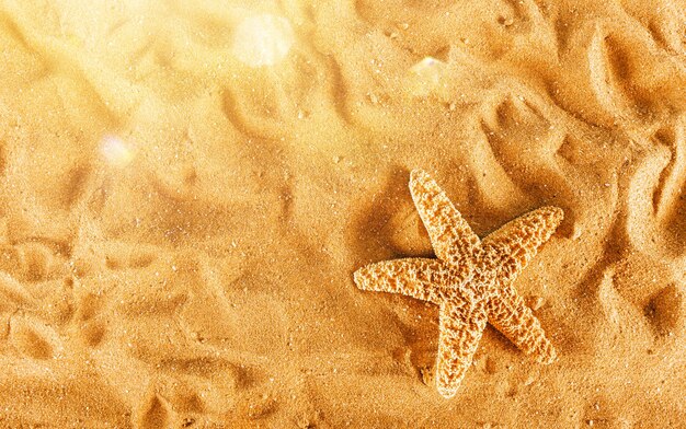 Achtergrond van geïsoleerde zeester op het gouden strand