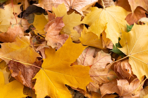 Achtergrond van gekleurde herfst esdoorn bladeren in een ochtend.