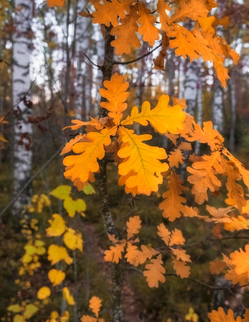 Achtergrond van gele eikenbladeren in het bos tijdens de gouden herfst