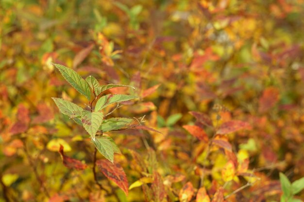 Foto achtergrond van gele en oranje herfstbladeren