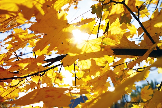Achtergrond van gele esdoornbladeren. herfst