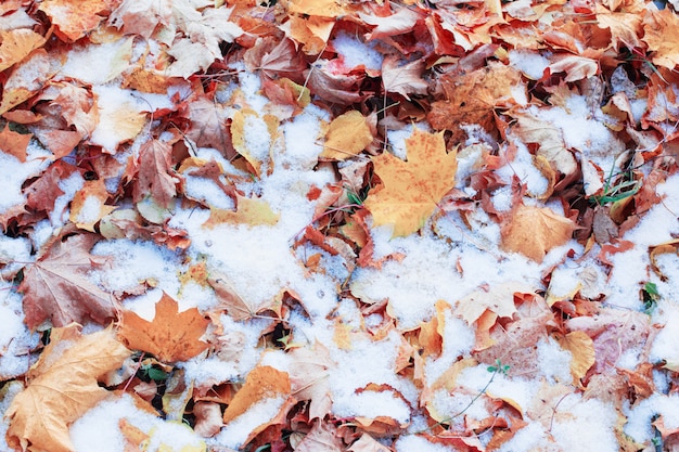 Achtergrond van gele herfst bladeren in de sneeuw