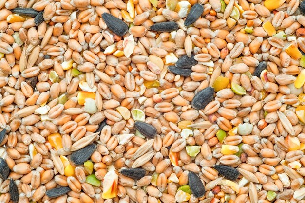 Foto achtergrond van gemengde zaden, granen, noten en maïs