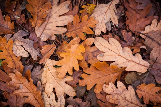 Achtergrond van gevallen bladeren in de herfst.