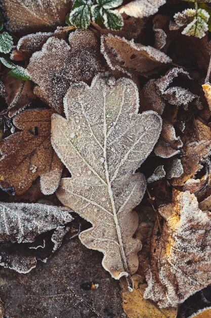 Achtergrond van gevallen herfstbladeren bedekt met vorst