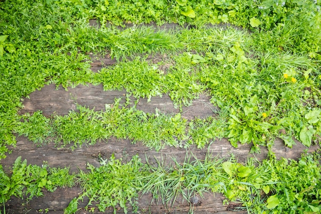 Achtergrond van gras dat door houten oude planken breekt. Sjabloon, blanco, textuur. Plaats voor tekst. Zomer achtergrond van groene planten en planken. Gras schoot door de oude plankenvloer.